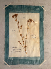 Italian Framed Herbarium 1902-1932