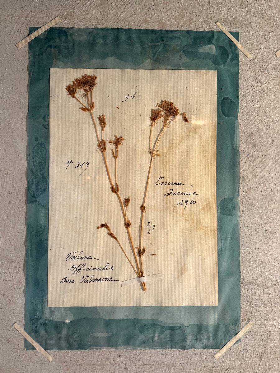 Italian Framed Herbarium 1902-1932