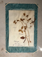 Italian Framed Herbarium 1902-1932