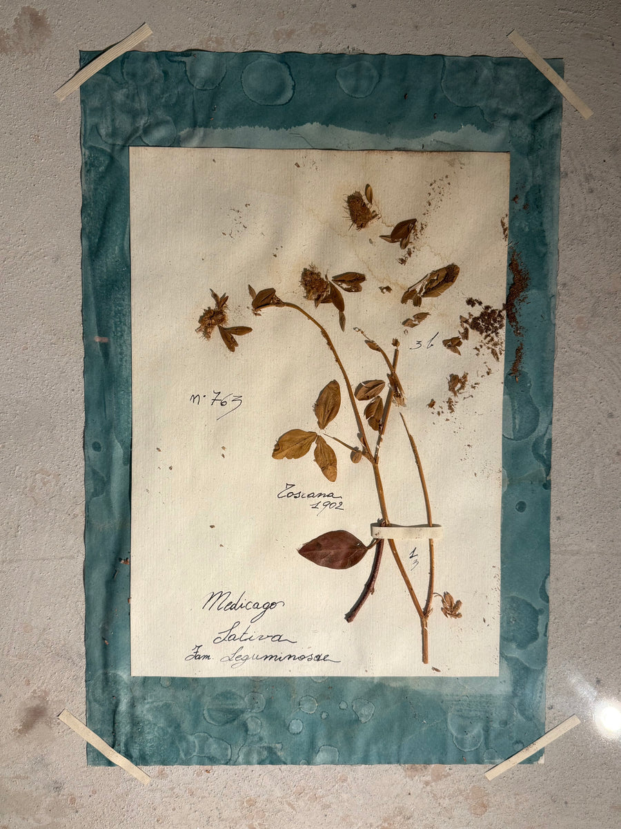 Italian Framed Herbarium 1902-1932
