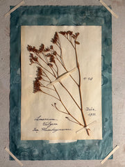 Italian Framed Herbarium 1902-1932
