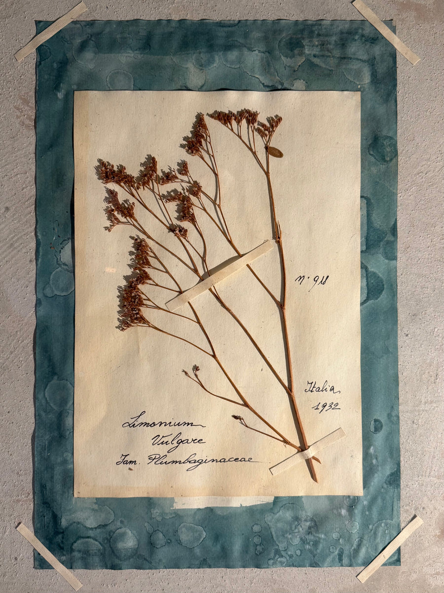 Italian Framed Herbarium 1902-1932