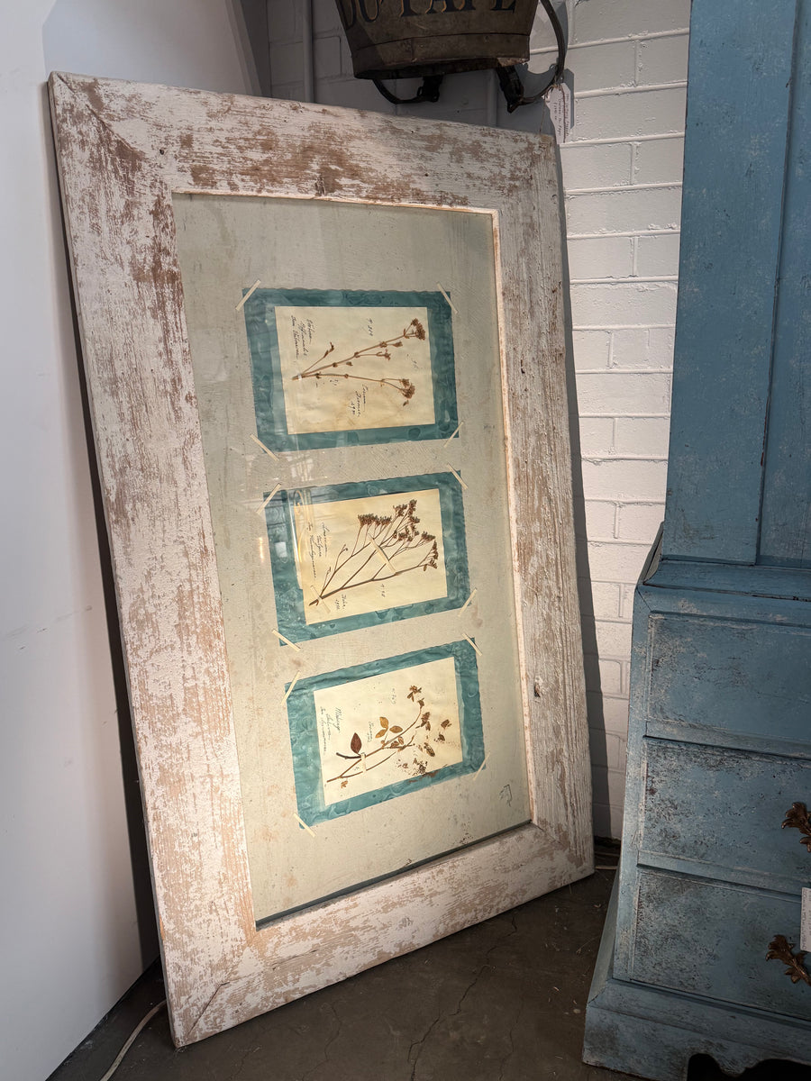 Italian Framed Herbarium 1902-1932